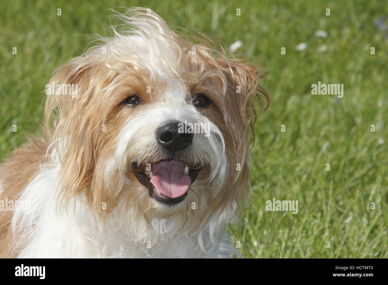 kromfohrländer, male, 4 years old Stock Photo