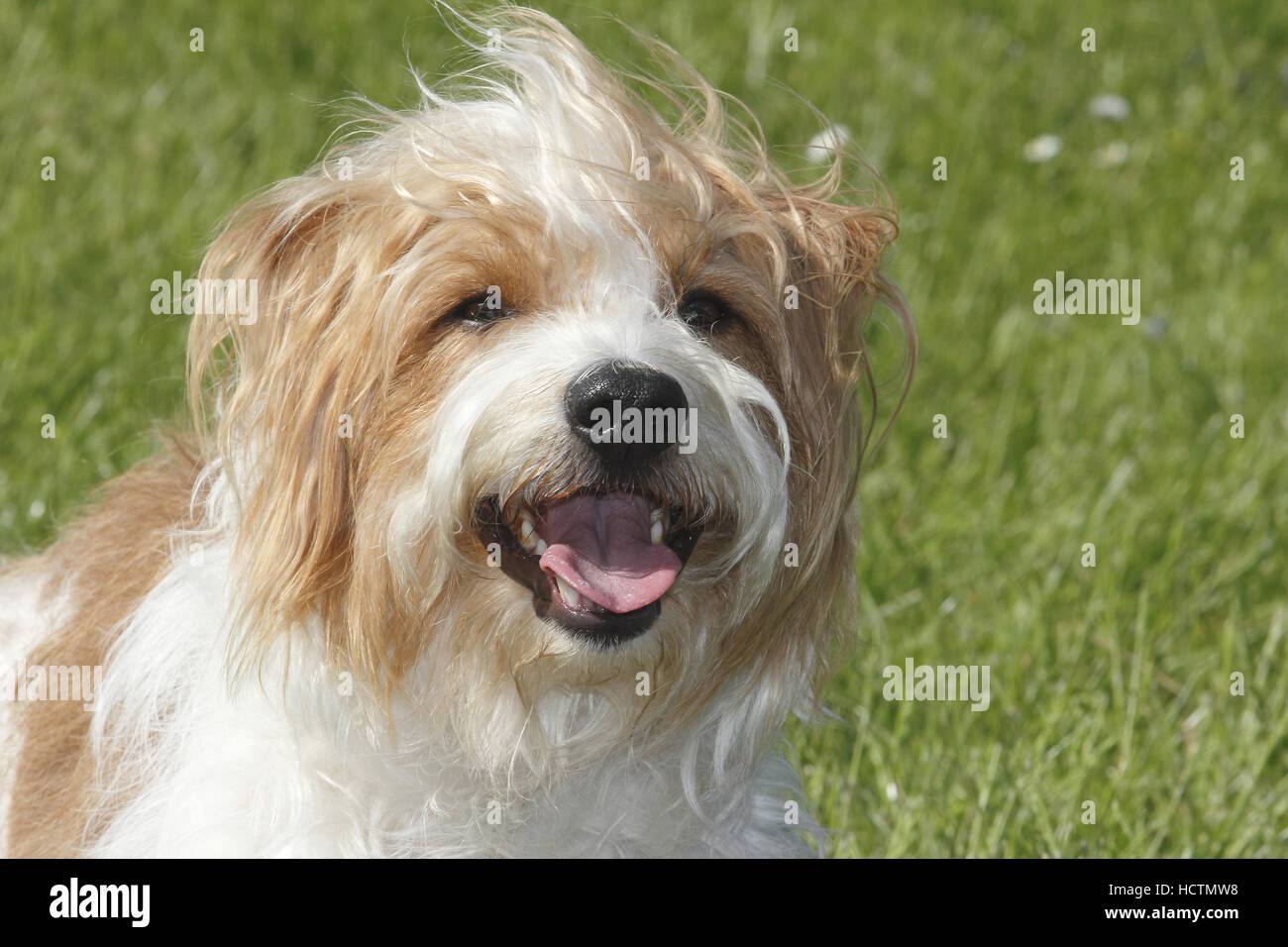 kromfohrländer, male, 4 years old Stock Photo
