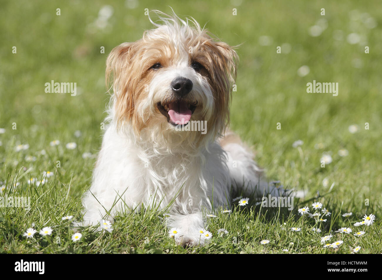 kromfohrländer, male, 4 years old Stock Photo