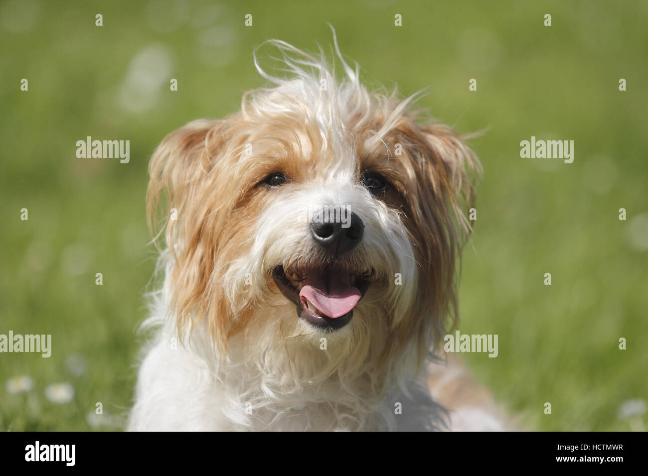 kromfohrländer, male, 4 years old Stock Photo