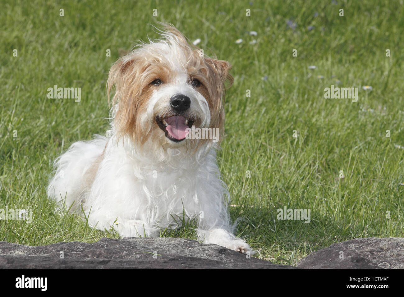 kromfohrländer, male, 4 years old Stock Photo