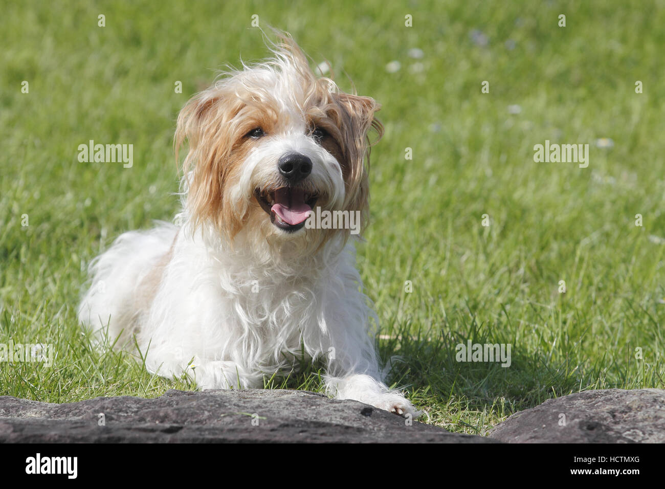 kromfohrländer, male, 4 years old Stock Photo
