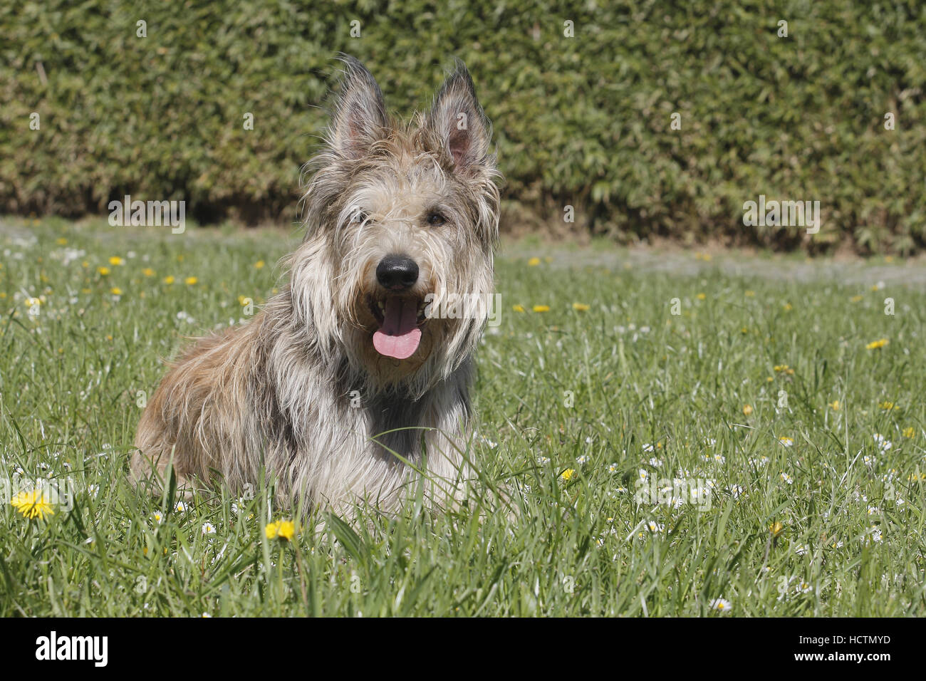 berger picard, male, 22 month old, fauve charbonne Stock Photo