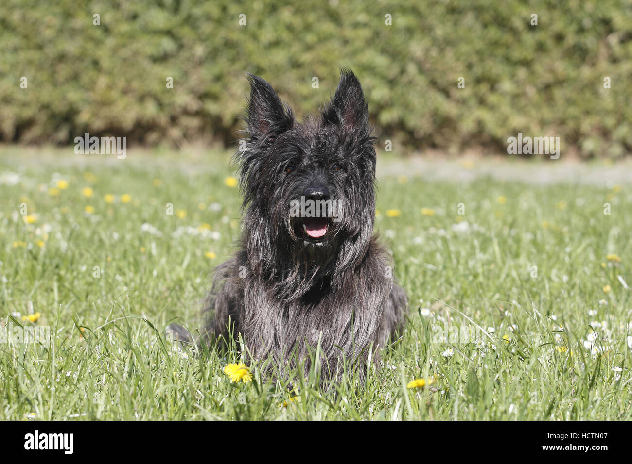 berger picard, male, 7 years old, fauve bringe Stock Photo