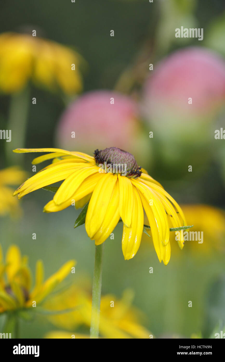 Coneflowers and black hires stock photography and images Alamy