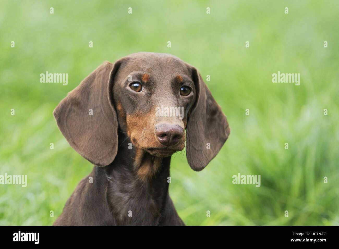 young dachshund Stock Photo
