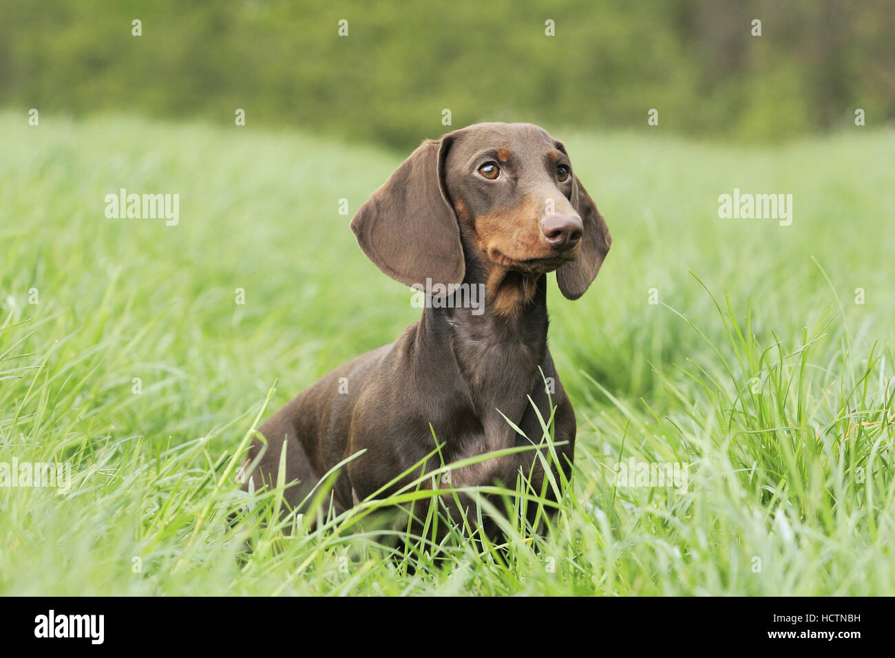 young dachshund Stock Photo