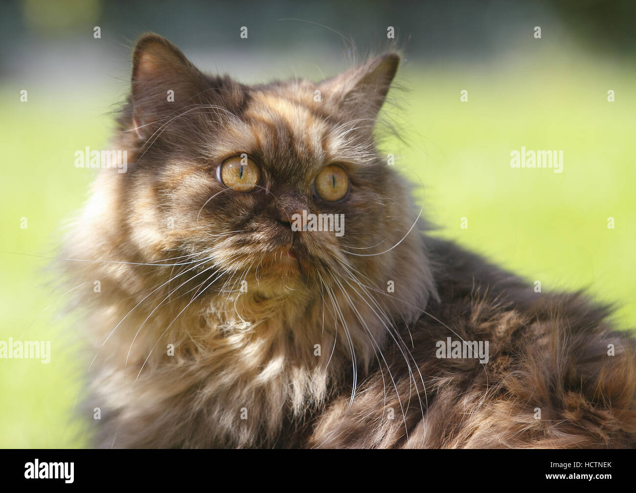 british longhair, cat Stock Photo Alamy