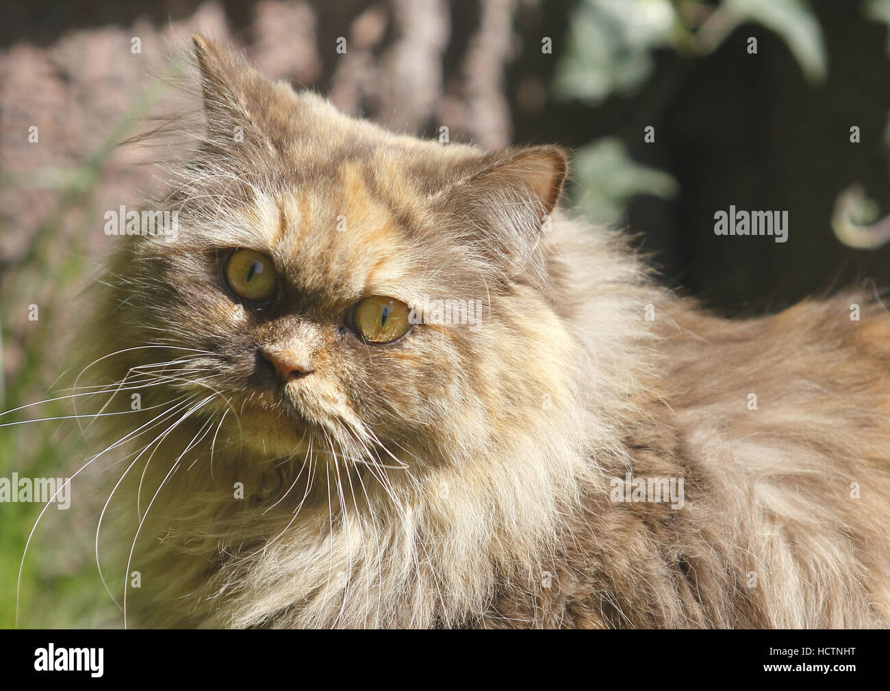 british longhair, cat Stock Photo Alamy
