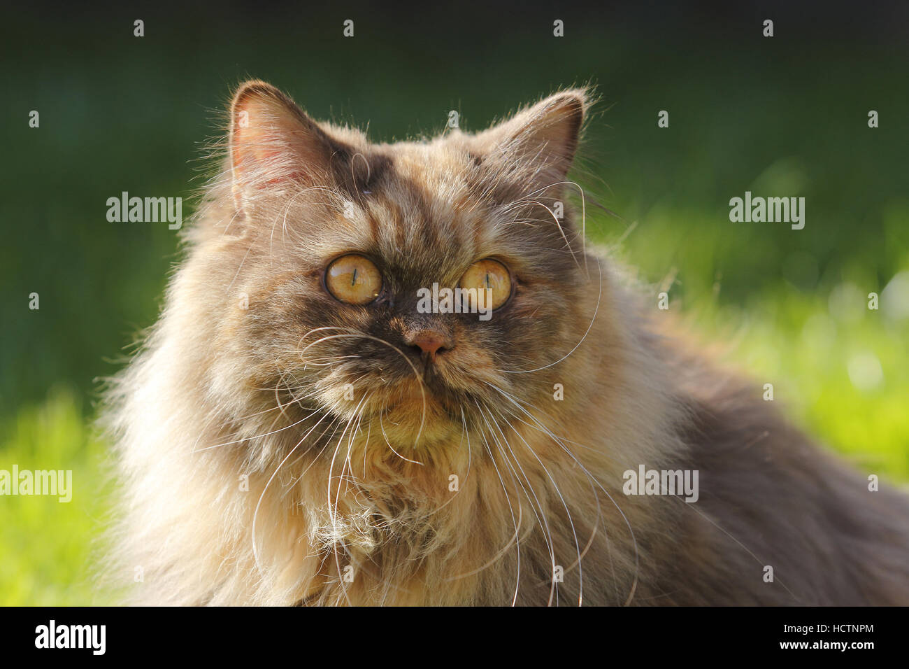 Longhair Cat High Resolution Stock Photography and Images - Alamy