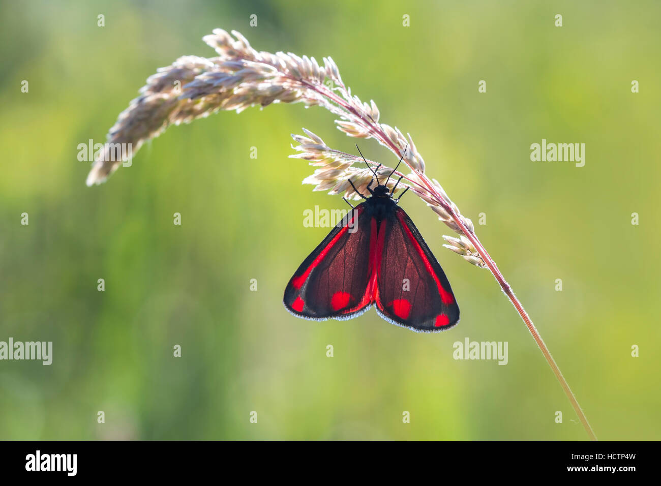 The cinnabar moth (Tyria jacobaeae Stock Photo Alamy