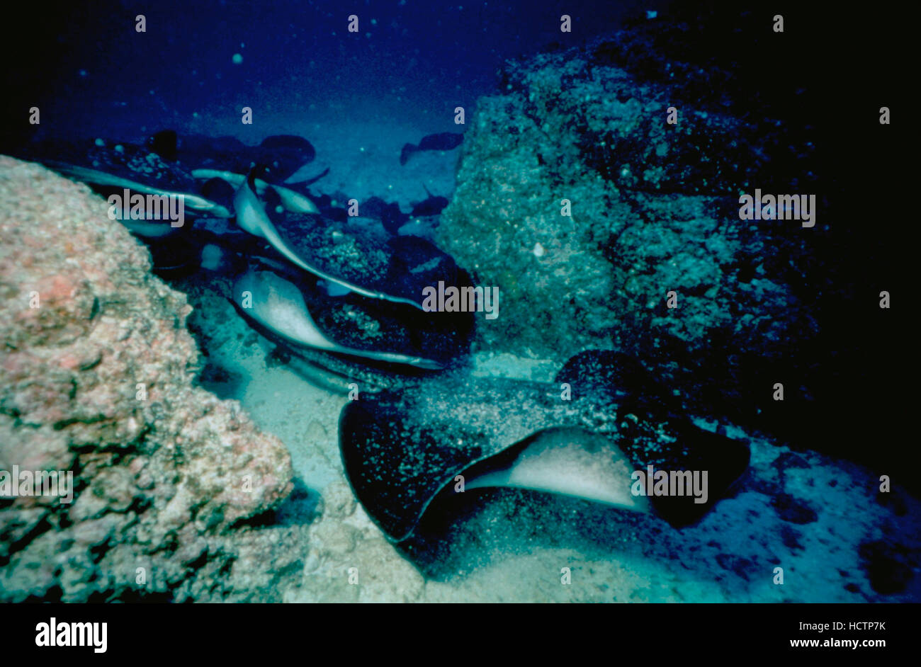 ISLAND OF THE SHARKS, 1999. ©IMAX Pictures/Courtesy Everett Collection