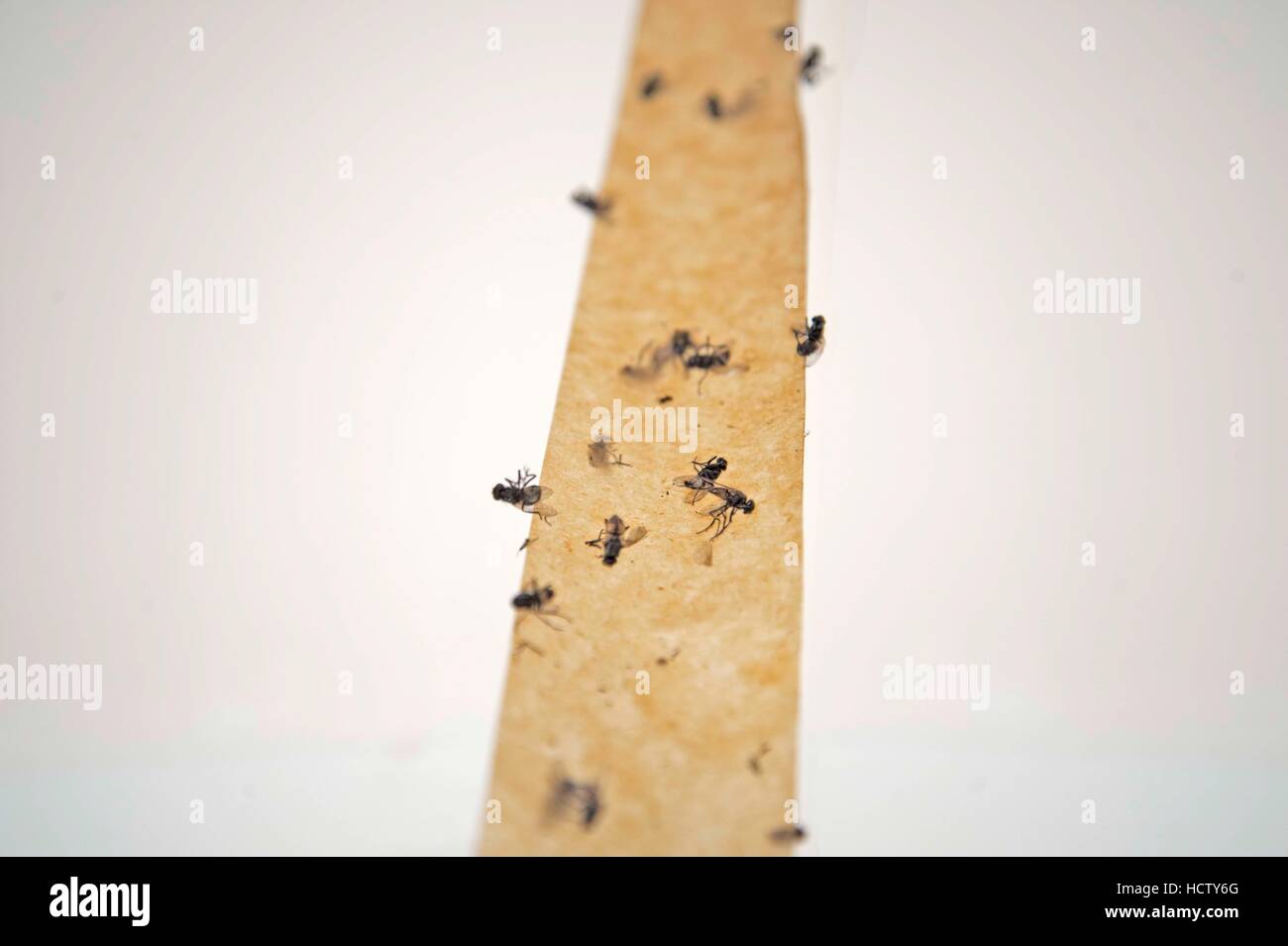 https://c8.alamy.com/comp/HCTY6G/strip-of-fly-tape-with-flies-stuck-to-it-HCTY6G.jpg