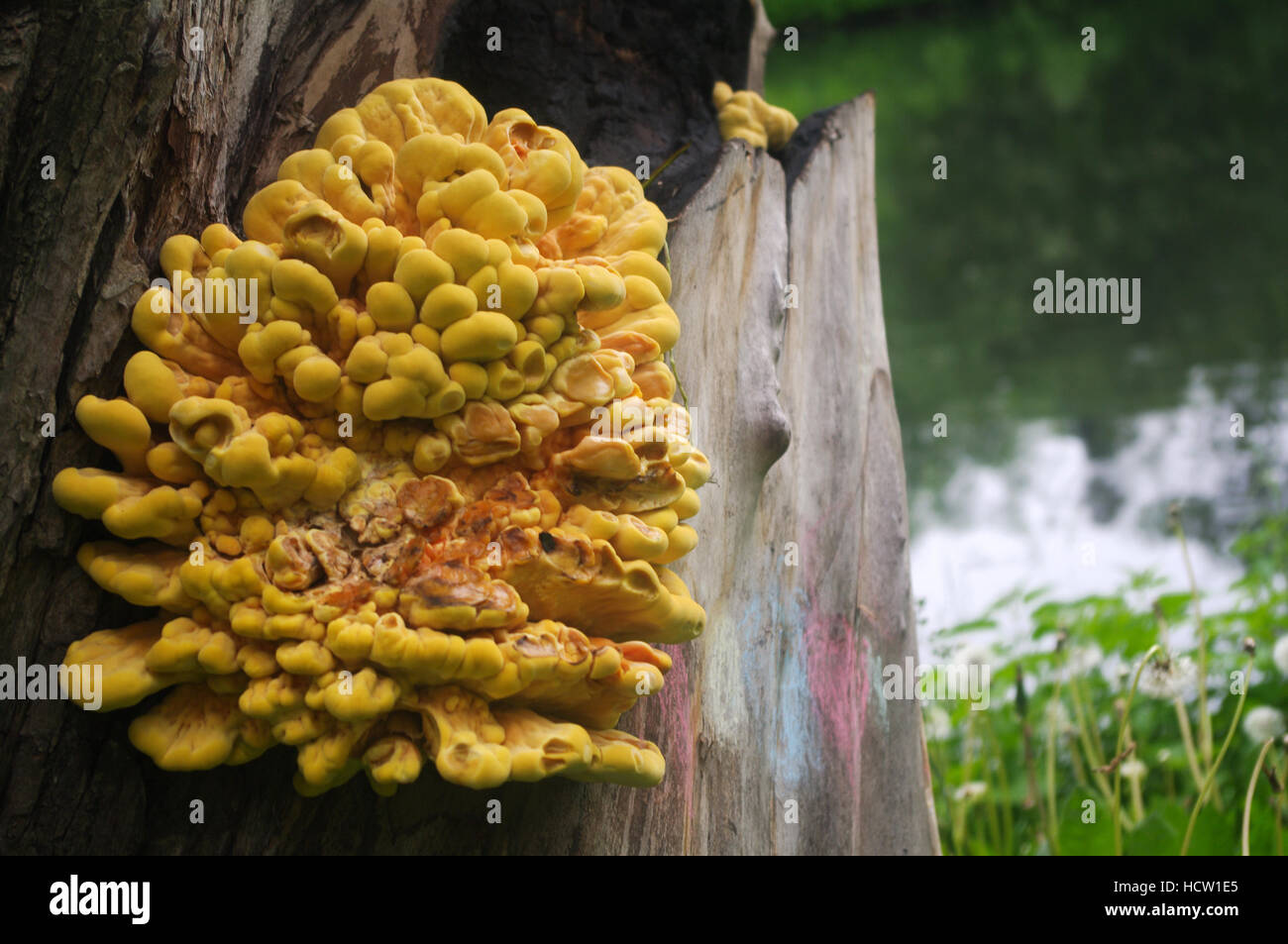 Laetiporus sulphureus bracket fungus on tree in Russia. Its common