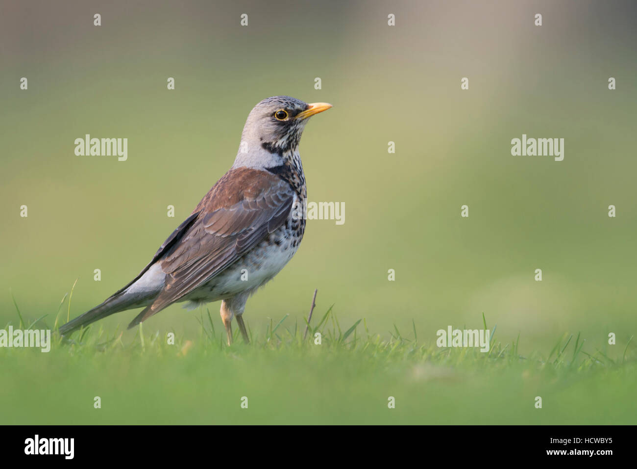 Fieldfare ( Turdus pilaris ) in breeding dress, standing on the ground, grass, watching attentive, low point of view. Stock Photo