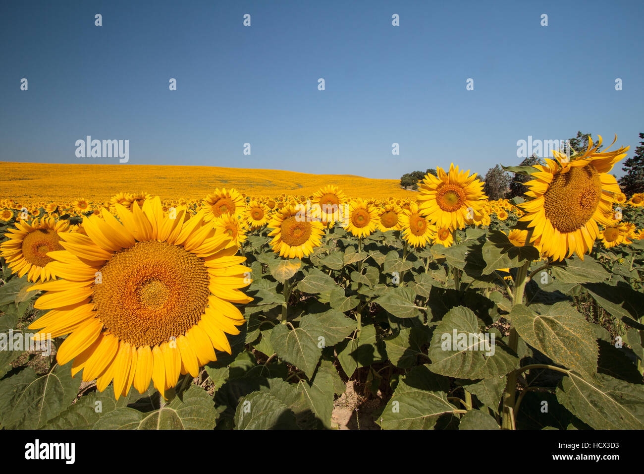 Field of blooming sunflowers in Val d'Orcia, Tuscany, Italy Stock Photo ...
