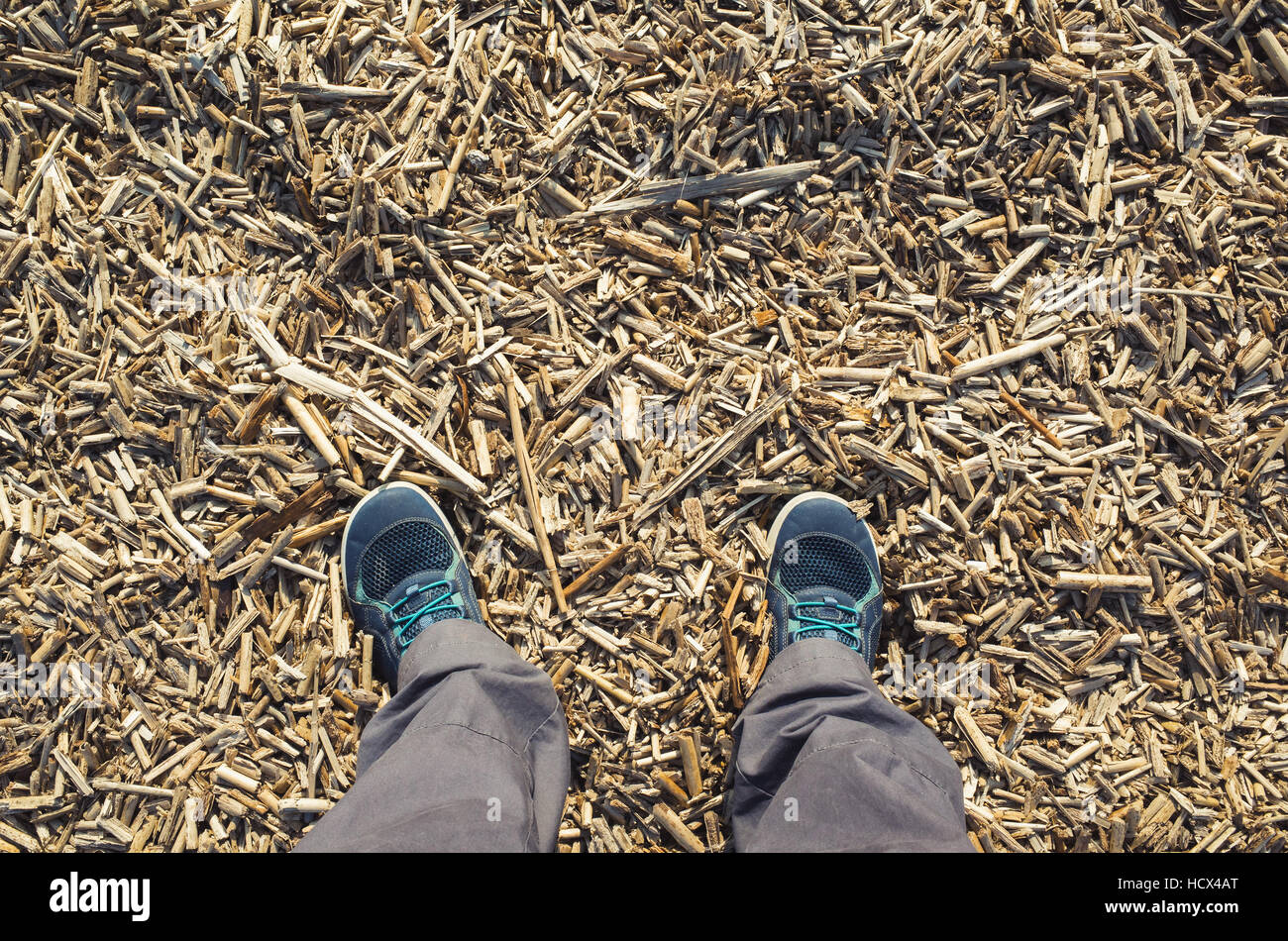 Male feet in blue sport shoes standing on dry coastal cane stalks ground Stock Photo