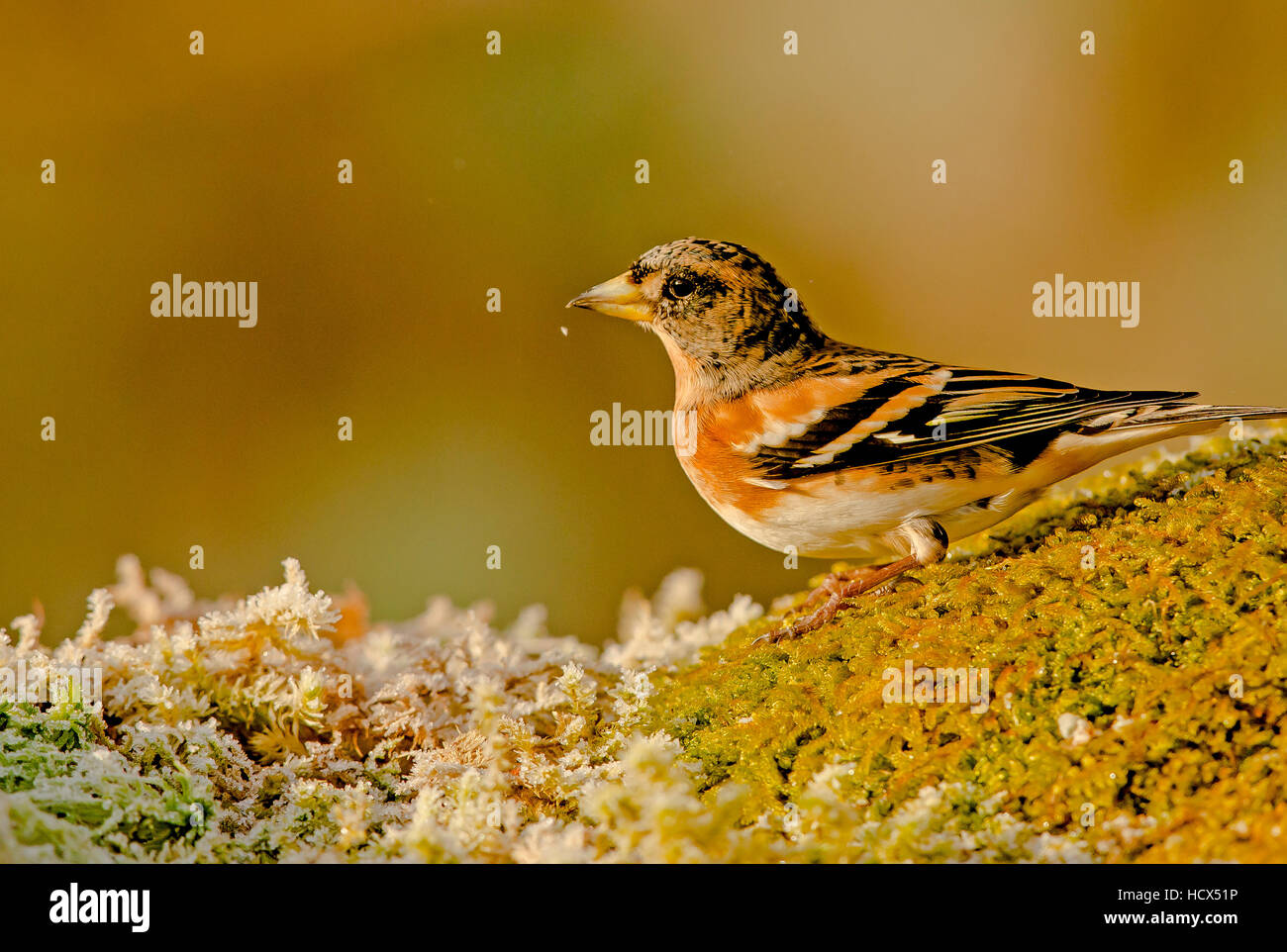 Brambling foraging for food Stock Photo