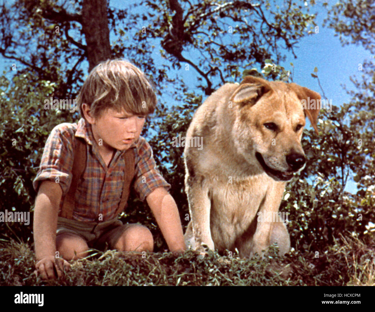 OLD YELLER, Kevin Corcoran, 1957 Stock Photo - Alamy