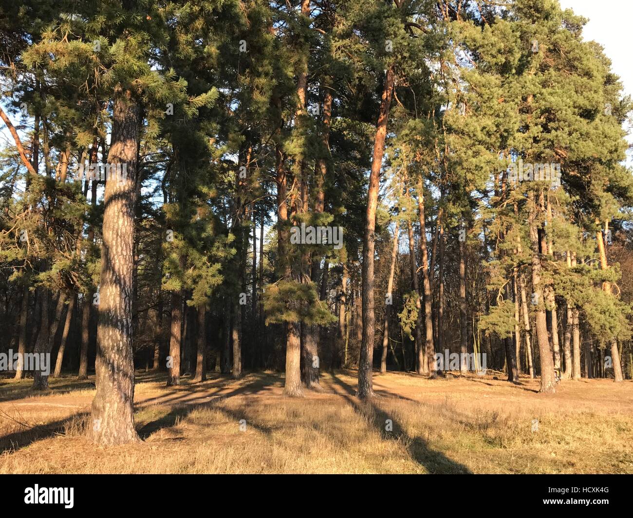 Sunny day, pine, pine wood illuminated by the sun Stock Photo