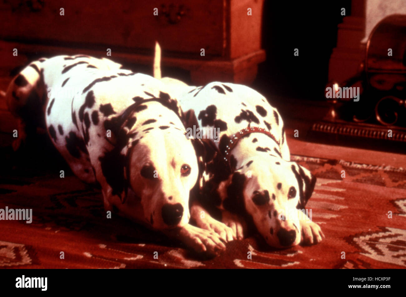 далматинец 1996