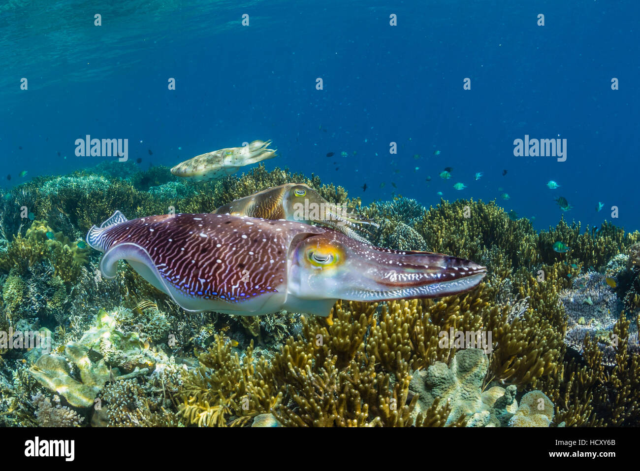 Adult broadclub cuttlefish (Sepia latimanus) courtship display, Sebayur Island, Flores Sea, Indonesia Stock Photo