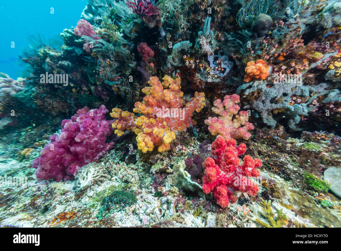 Profusion of hard and soft corals on Tengah Kecil Island, Komodo National Park, Flores Sea, Indonesia Stock Photo