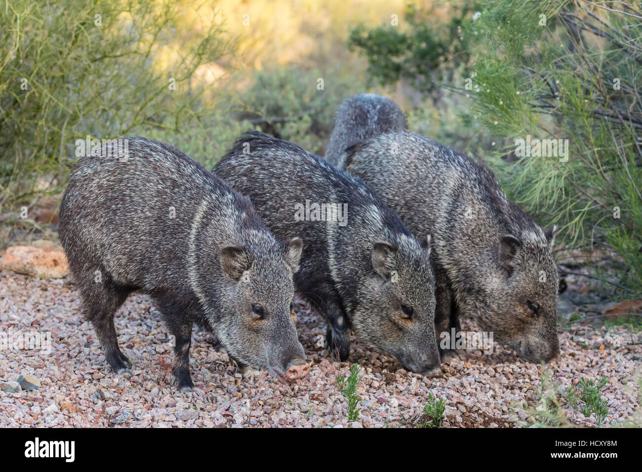 Adult javalinas (collared peccary) (Pecari tajacu) in the Sonoran Desert suburbs of Tucson, Arizona, USA Stock Photo