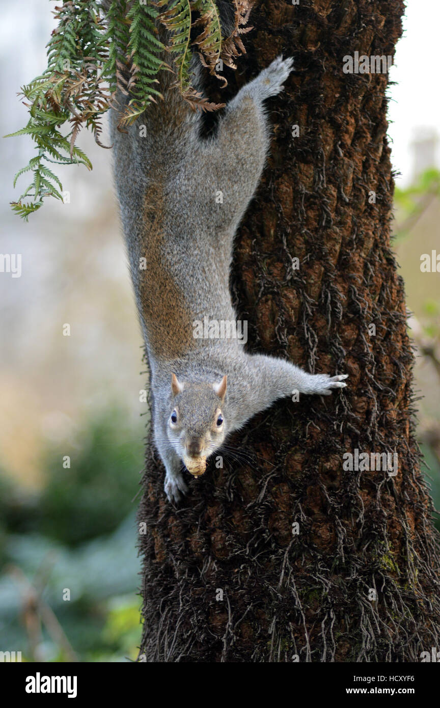 Squirrel climbing down a tree Stock Photo Alamy