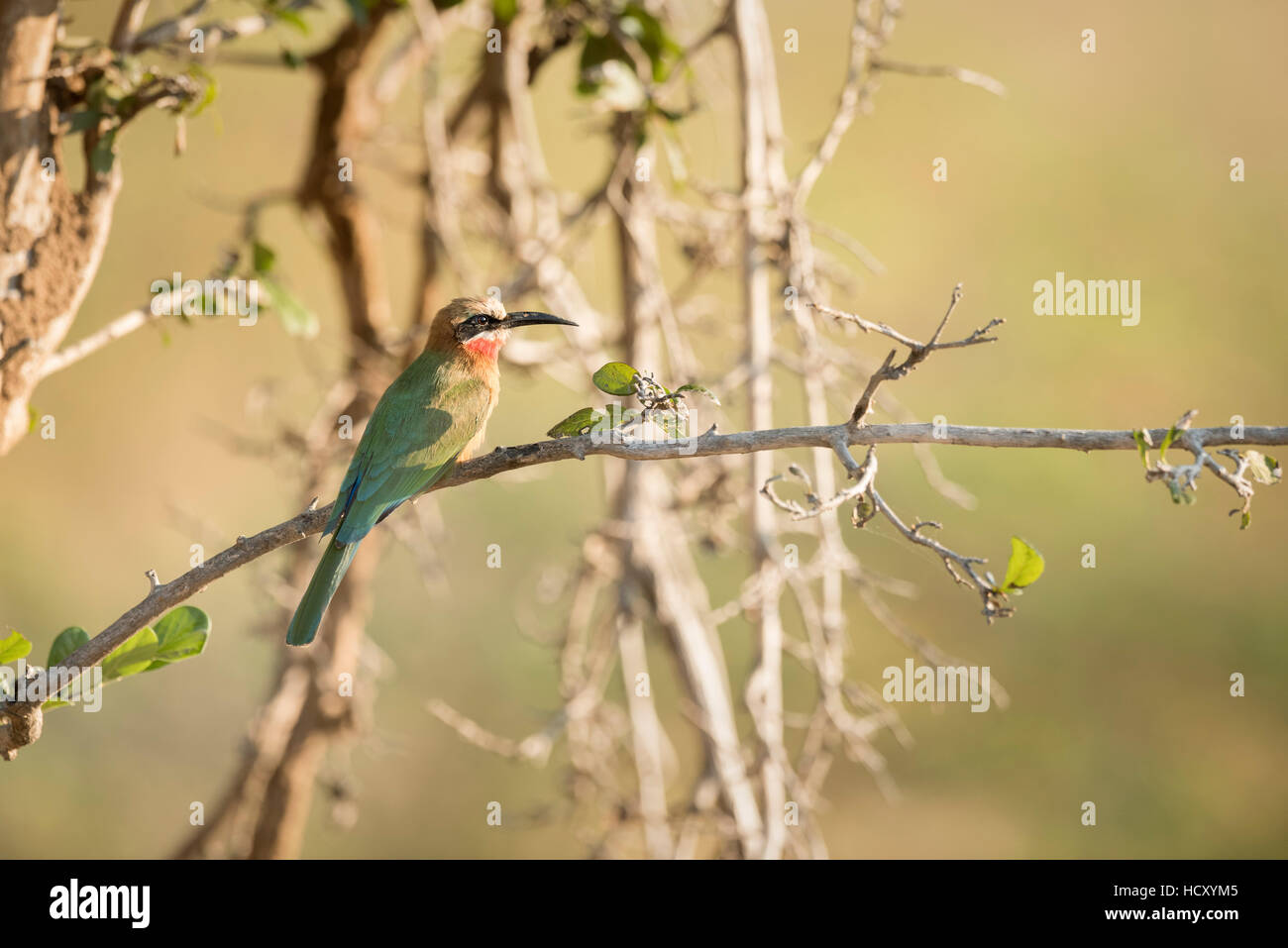 White Fronted Bee Eater (Merops Bullockoides), Zambia, Africa Stock Photo