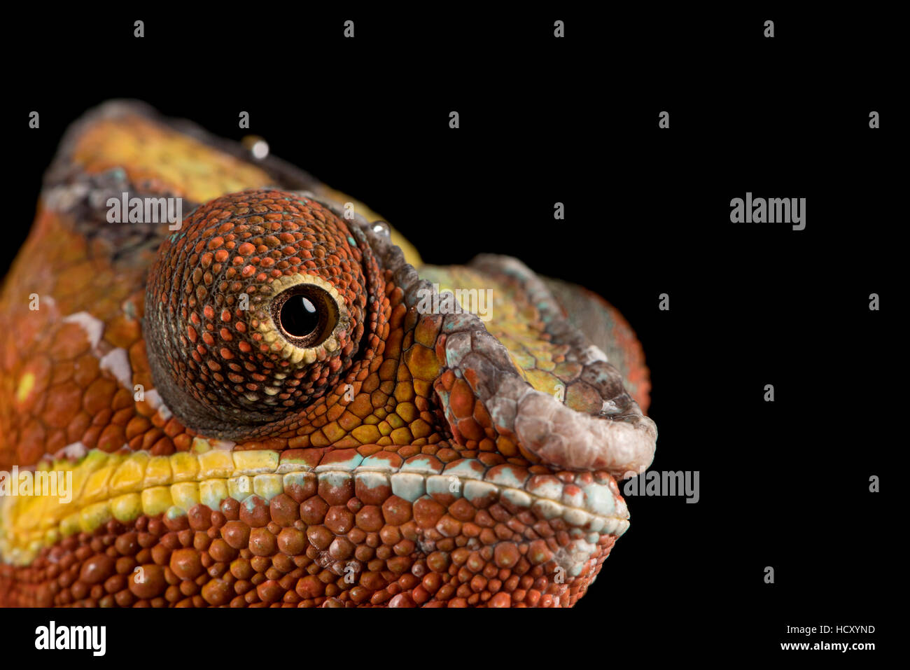 Panther Chameleon (Furcifer Pardalis), Captive, Madagascar, Africa ...