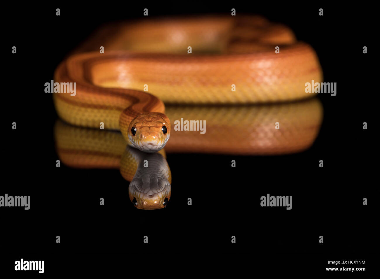 Corn Snake (Pantherophis Guttatus), captive, USA Stock Photo