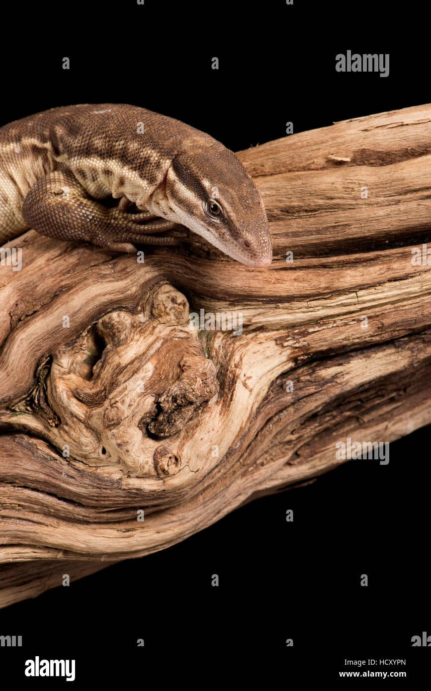 Ridge Tailed Monitor (Spiny Tailed Monitor) (Varanus acanthus), captive