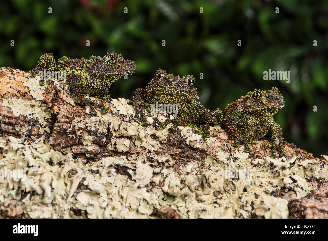 Mossy Frog Next To Moss Theloderma Corticale Stock Photo - Download Image  Now - Camouflage, Frog, Moss - iStock