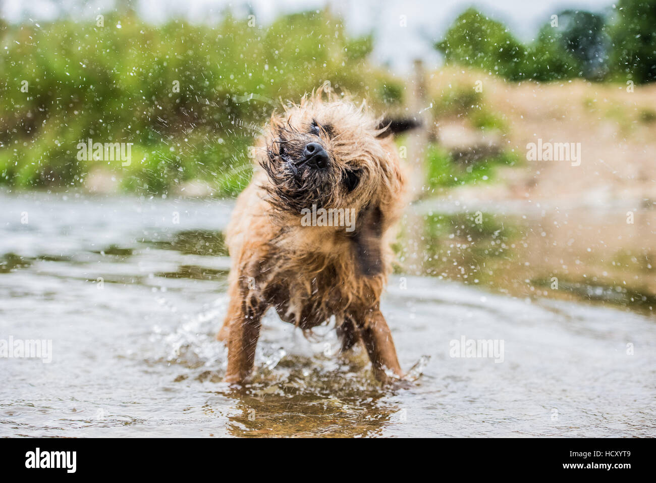 A briard dog, wading in water, UK Stock Photo