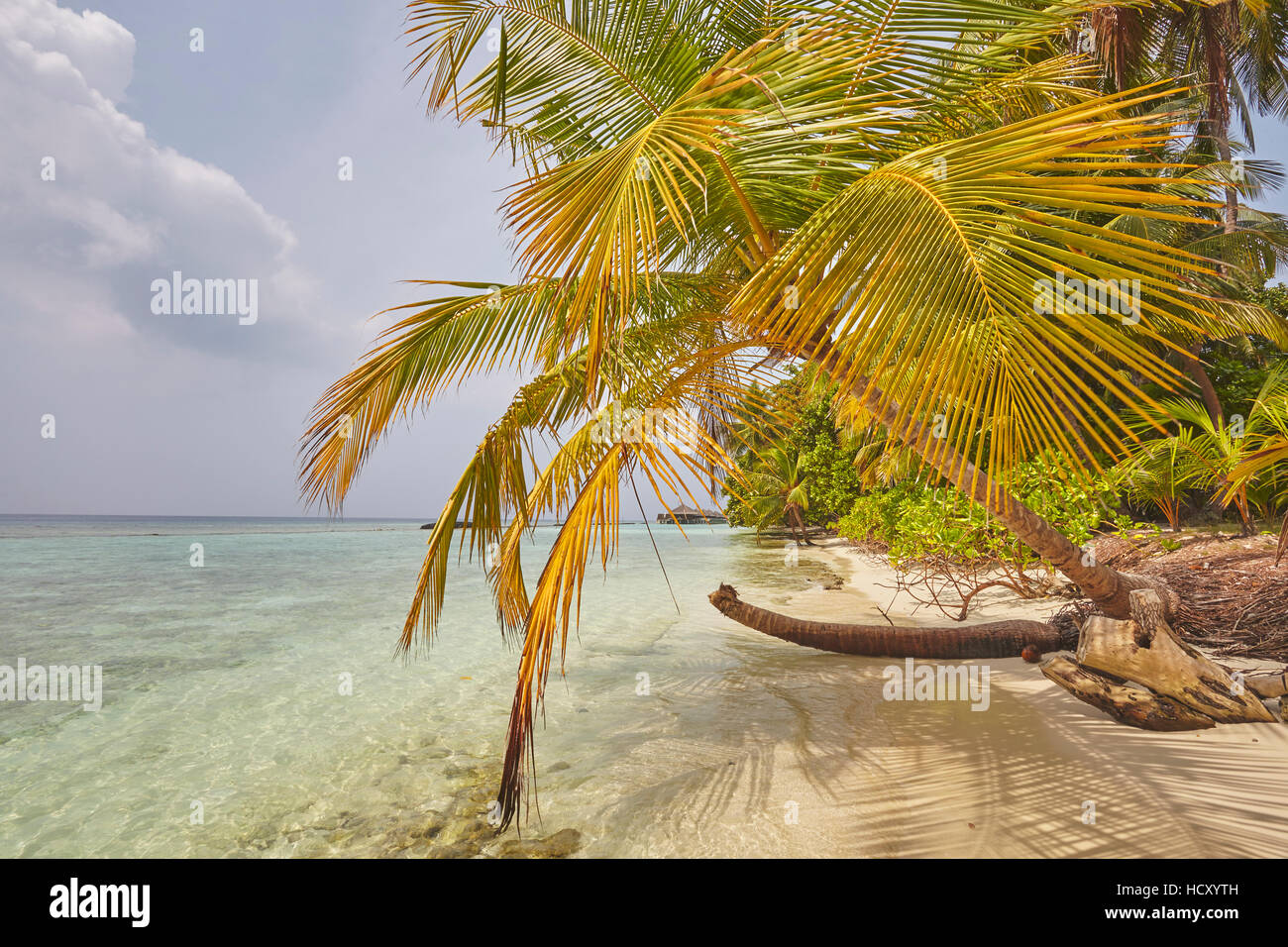 Coconut palm hanging over the beach, Kuramathi Island, Rasdhoo atoll, Ari atoll, Maldives, Indian Ocean Stock Photo