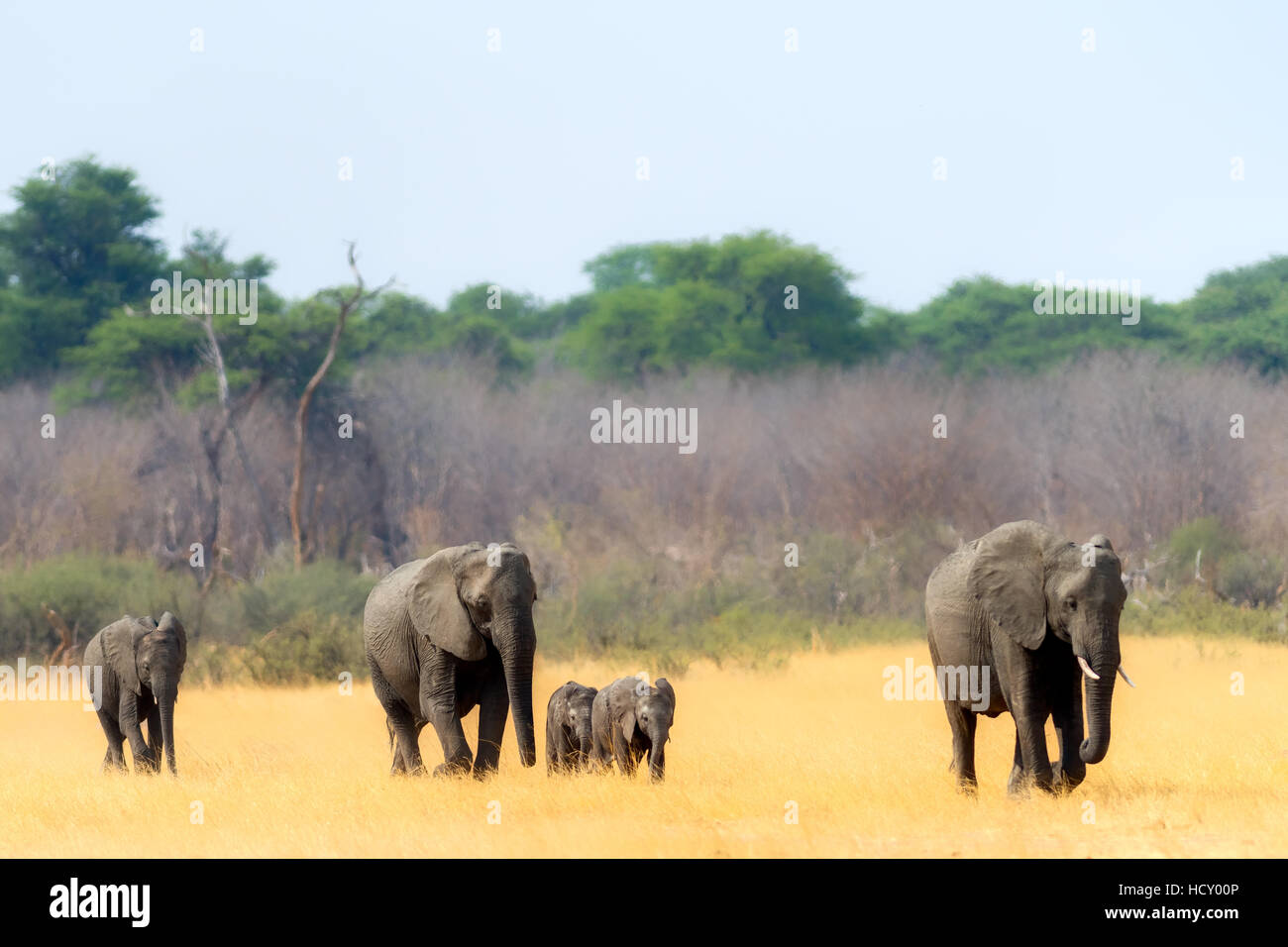 Elephant herd heading towards the waterhole, Hwange National Park, Zimbabwe, Africa Stock Photo