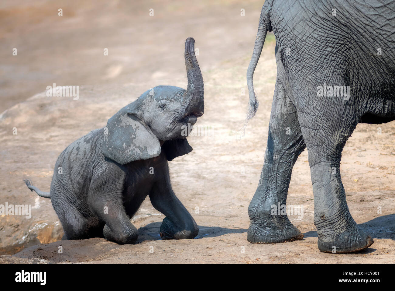 Elephant calf climbing out of the water hole in Hwange National Park, Zimbabwe, Africa Stock Photo