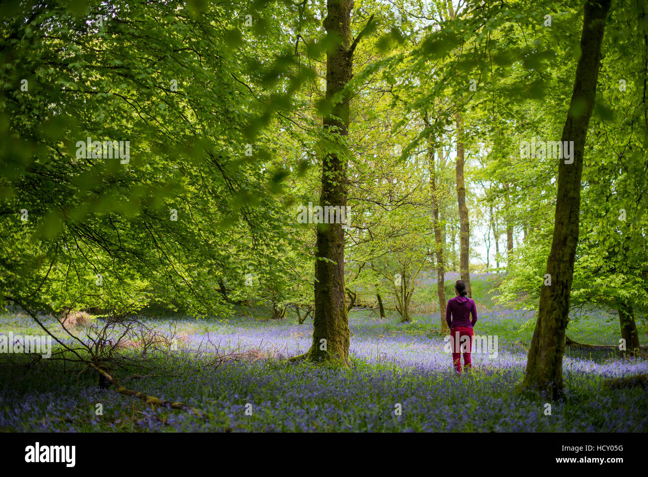 A woman explores the forest floor of Jeffy Knotts Woods covered in bluebells, Lake District National Park, Cumbria, UK Stock Photo