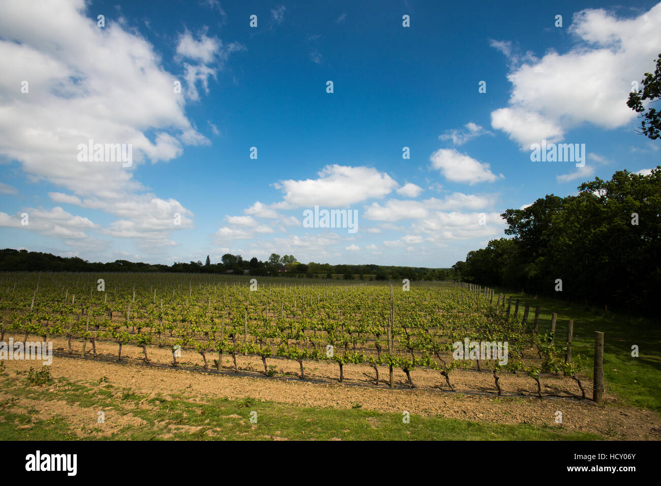 A vineyard in Sussex, UK Stock Photo