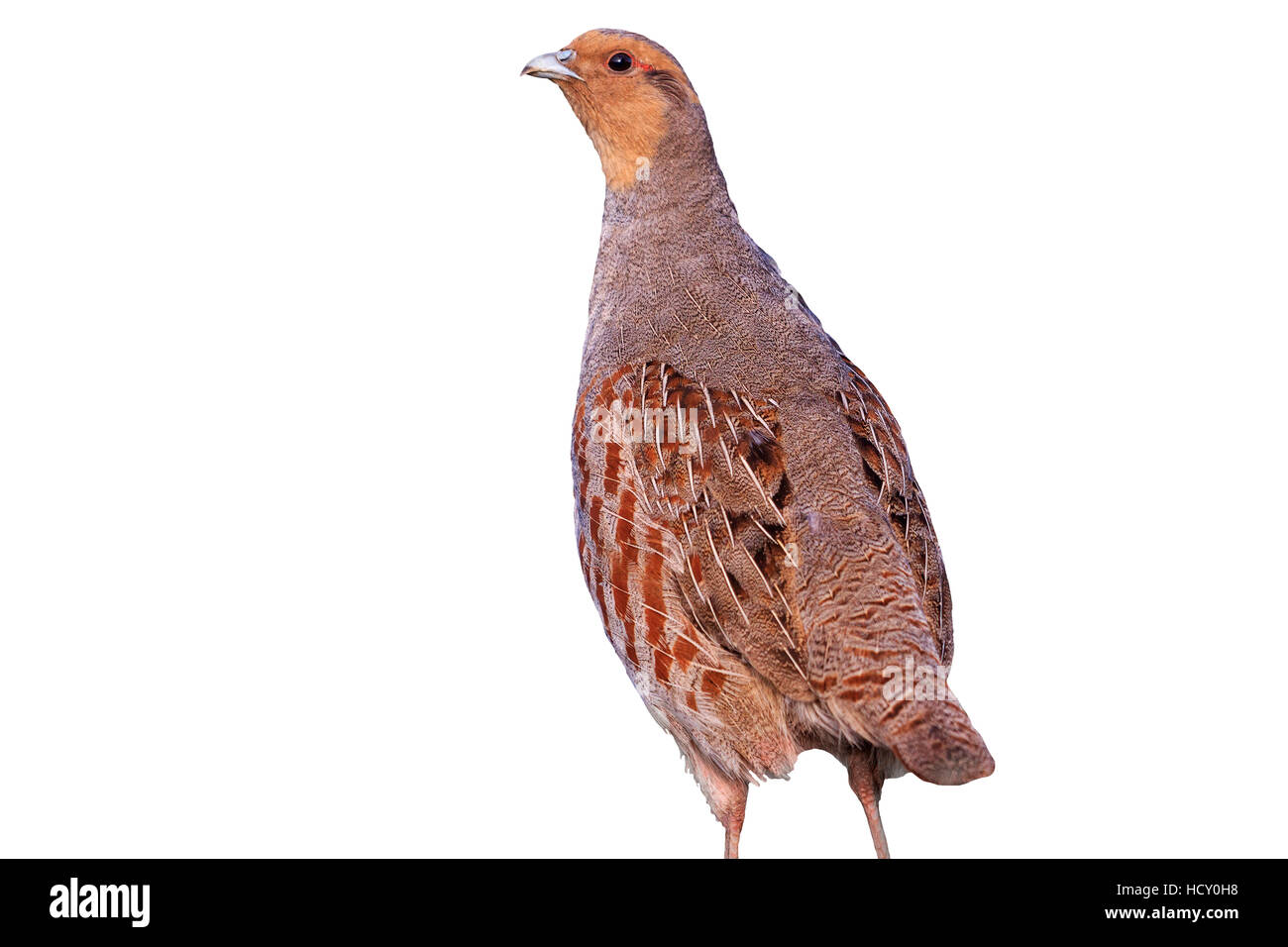 gray partridge isolated on a white background,bird hunting, trophy, wild bird Stock Photo