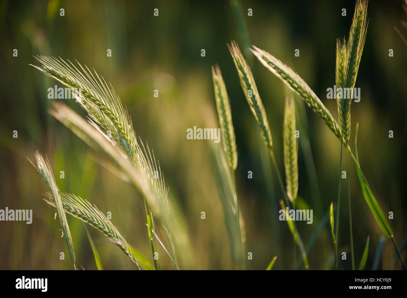 A close up of wheat ripening in Bamiyan Province, Afghanistan Stock Photo
