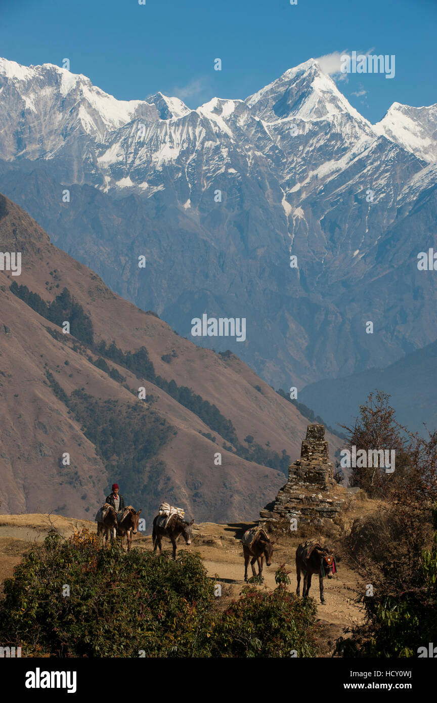 Horses carrying supplies in and out of the Manaslu region make their way home, with views of Ganesh Himal in the distance, Nepal Stock Photo