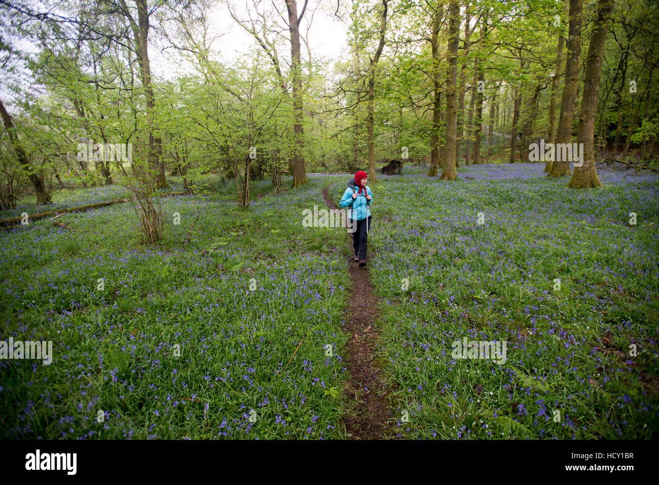 A woman walks through a forest surrounded by bluebells near Grasmere, Lake District, Cumbria, UK Stock Photo