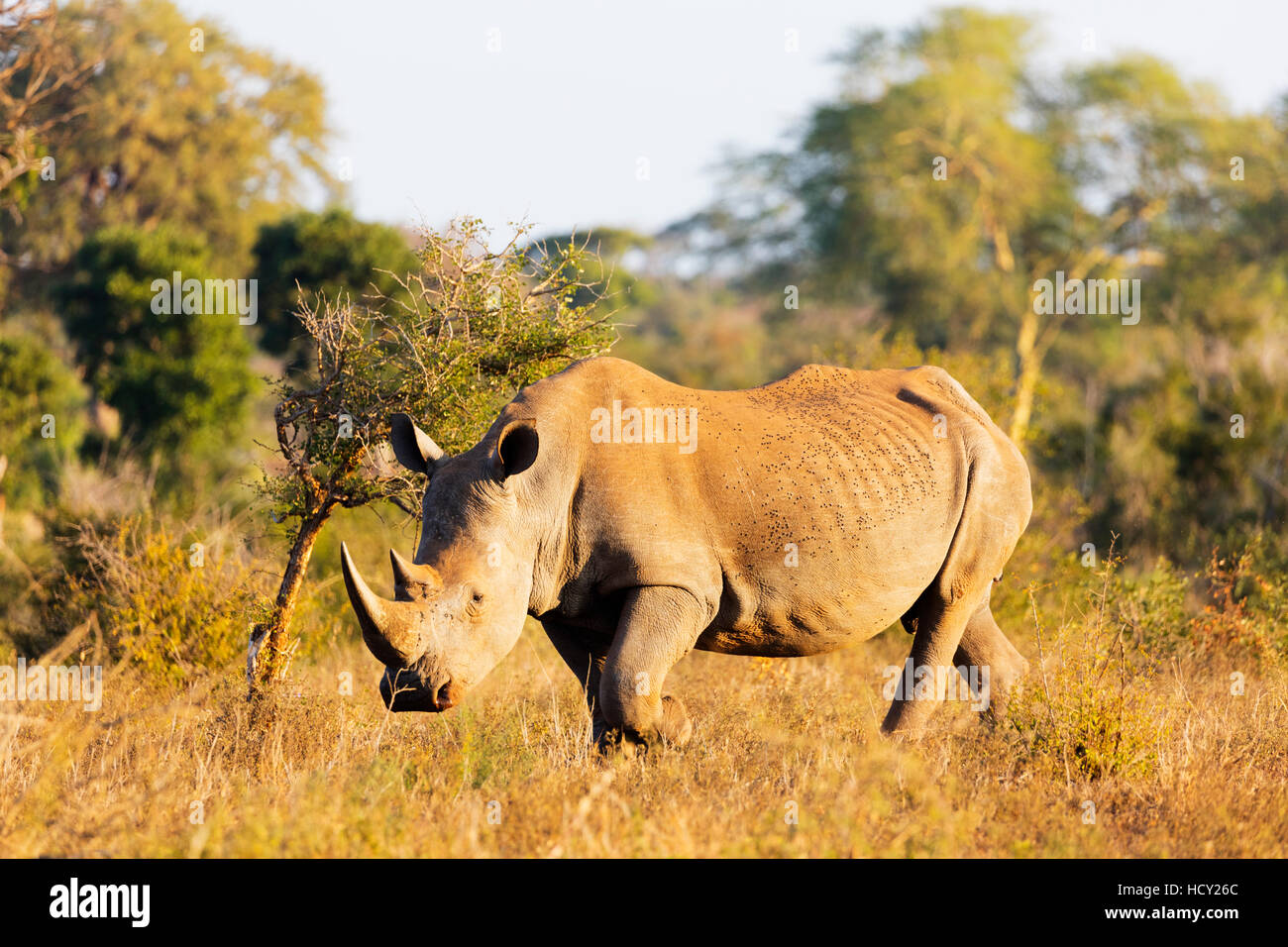 White rhino (Ceratotherium simum), Kruger National Park, South Africa, Africa Stock Photo