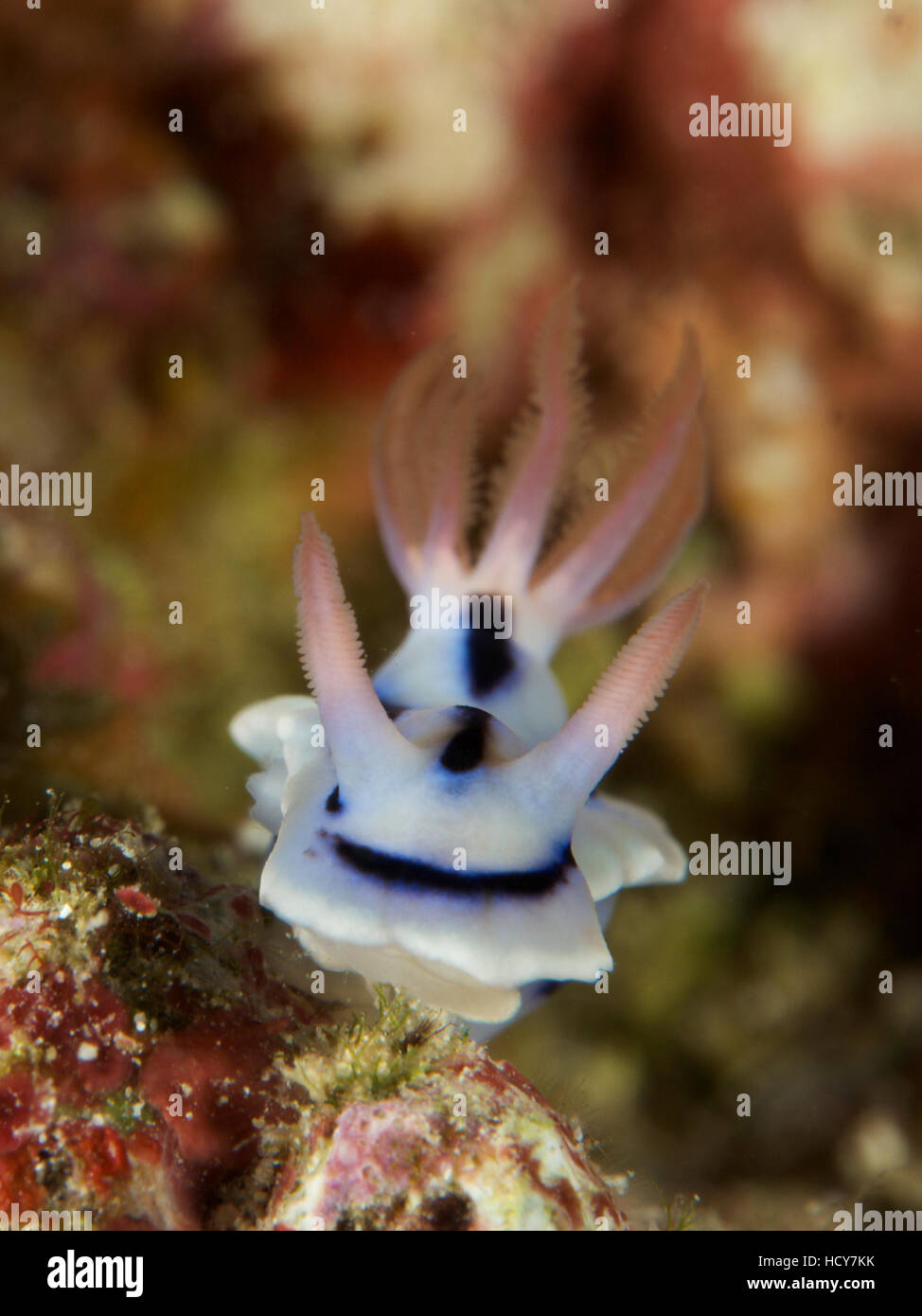 Marine organism hires stock photography and images Alamy