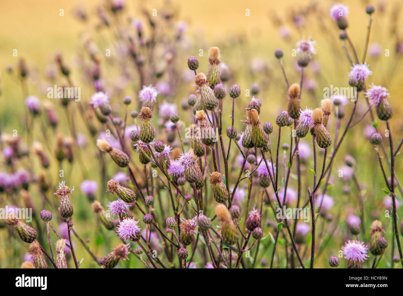 Field with thistle - Creeping Thistle, also known as a Field Thistle (Cirsium arvense) Stock Photo
