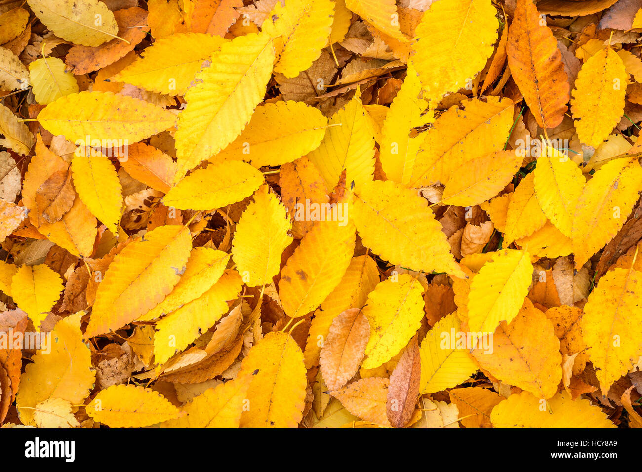 A background with golden yellow autumn leaves Stock Photo
