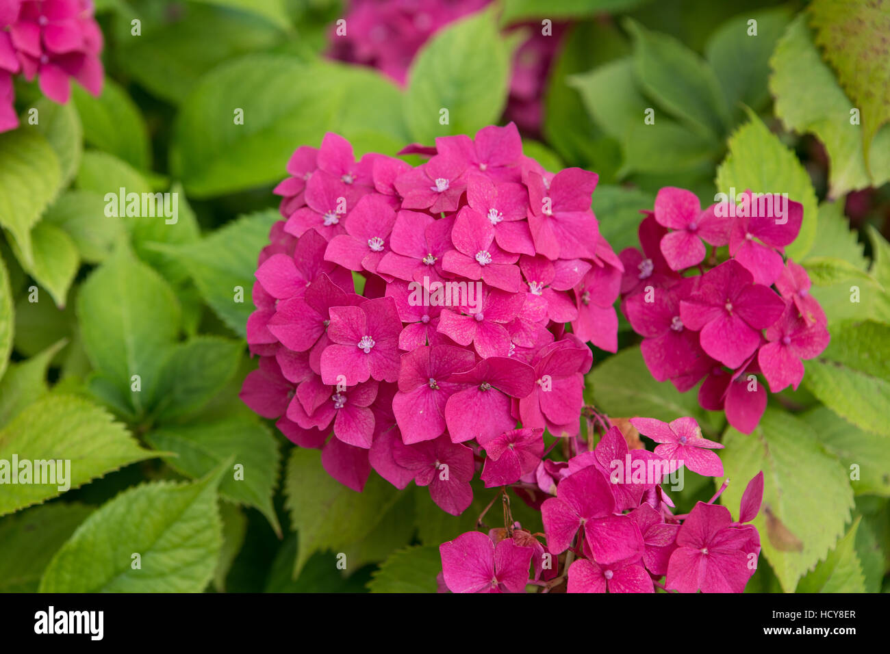 Florist hydrangea macrophylla hi-res stock photography and images - Alamy
