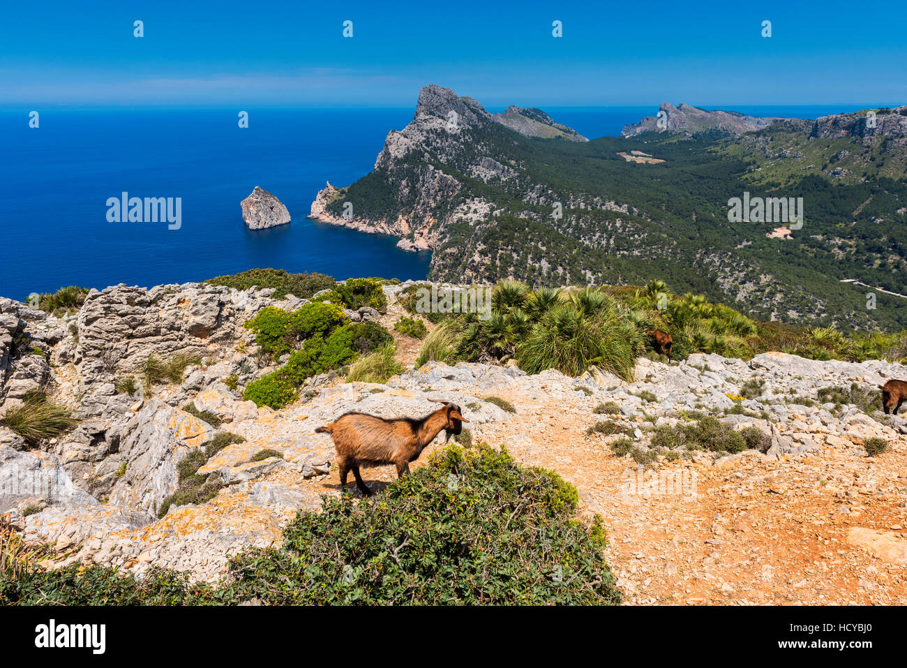 Wild Goats in Cap Formentor Mallorca Stock Photo